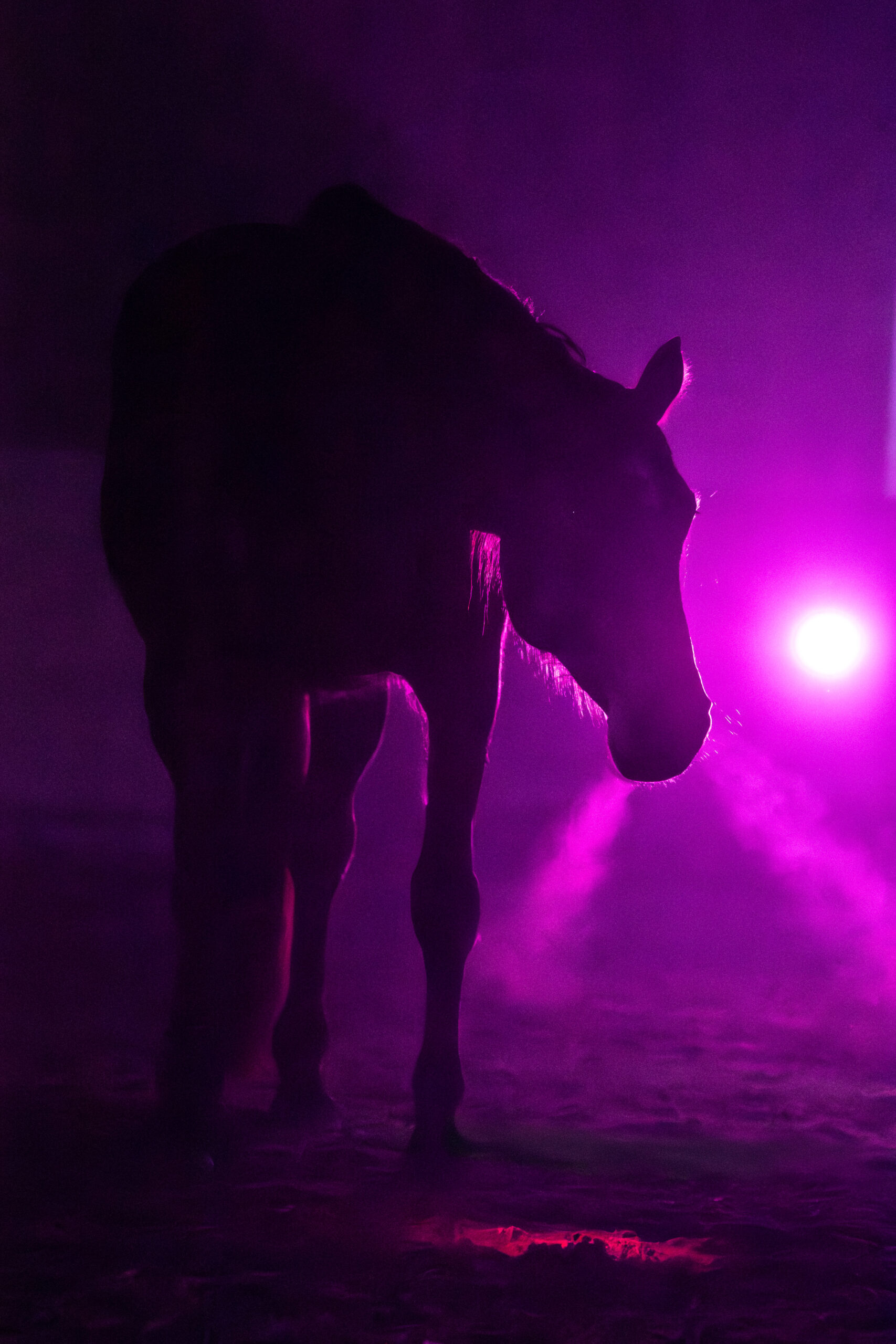 Wildrosenhof-Freiarbeit-01