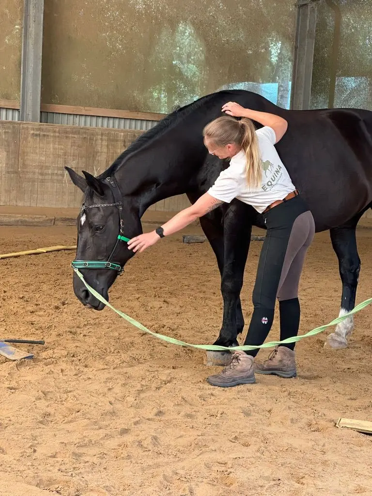 wildrosenhof-Equina-Training