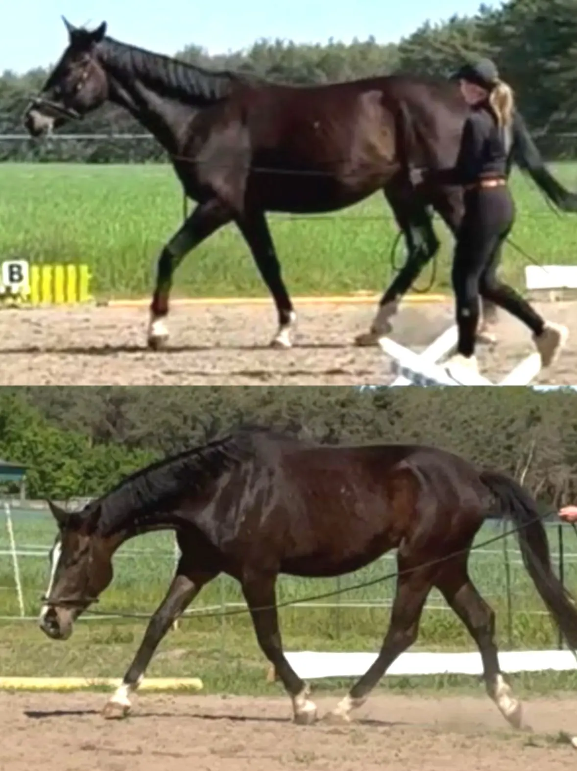 wildrosenhof-ina-Equina-training