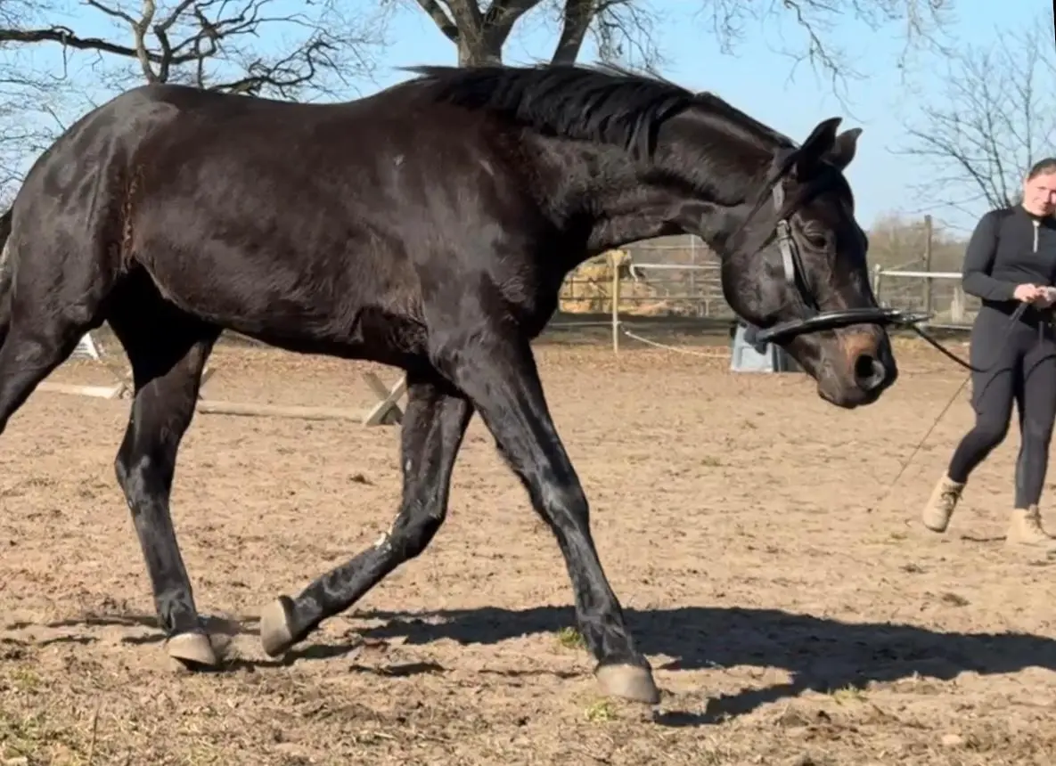 wildrosenhof-move-Equina